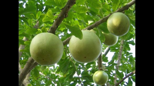 Crescentia Cujete - Definition, Features, Uses and Medicinal Properties