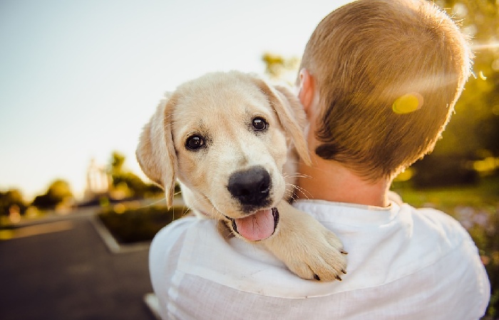 Have a Plan Ahead of Time, But Remain Flexible - Traveling with a Dog in a Post COVID-19 World