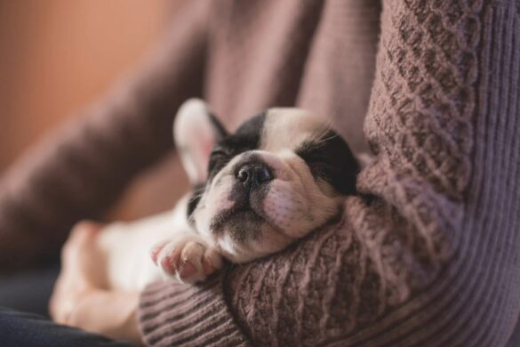 How to Move Across the Country with a Dog