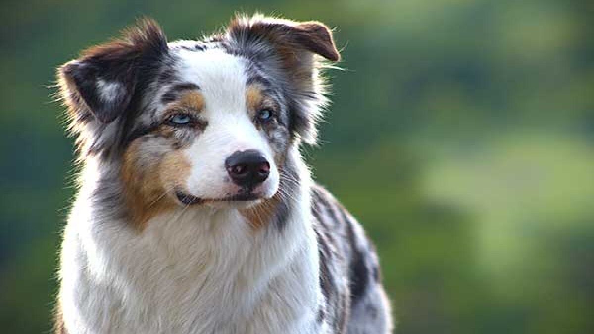 How To Care And Train Australian Shepherd Dog Breeds?