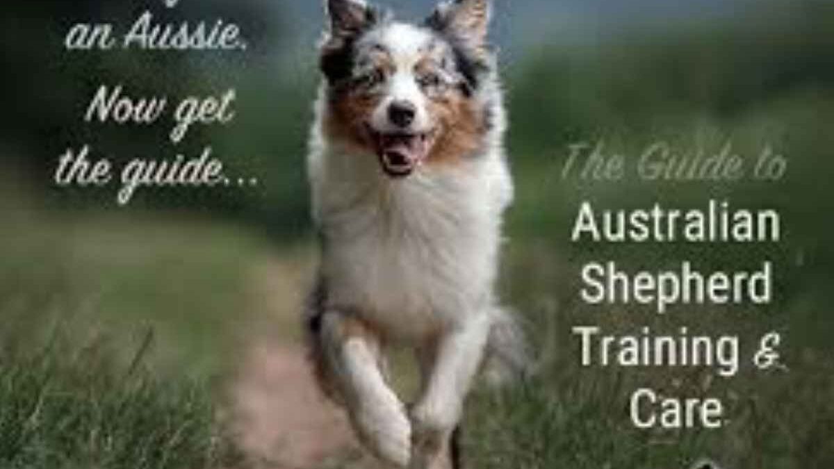 How To Care And Train Australian Shepherd Dog Breeds?