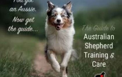 How To Care And Train Australian Shepherd Dog Breeds_ - Quora Blog