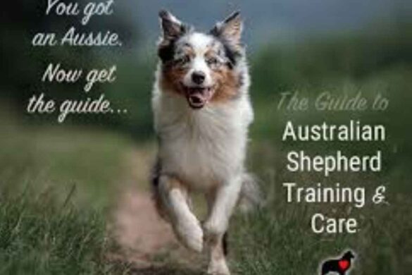 How To Care And Train Australian Shepherd Dog Breeds_ - Quora Blog