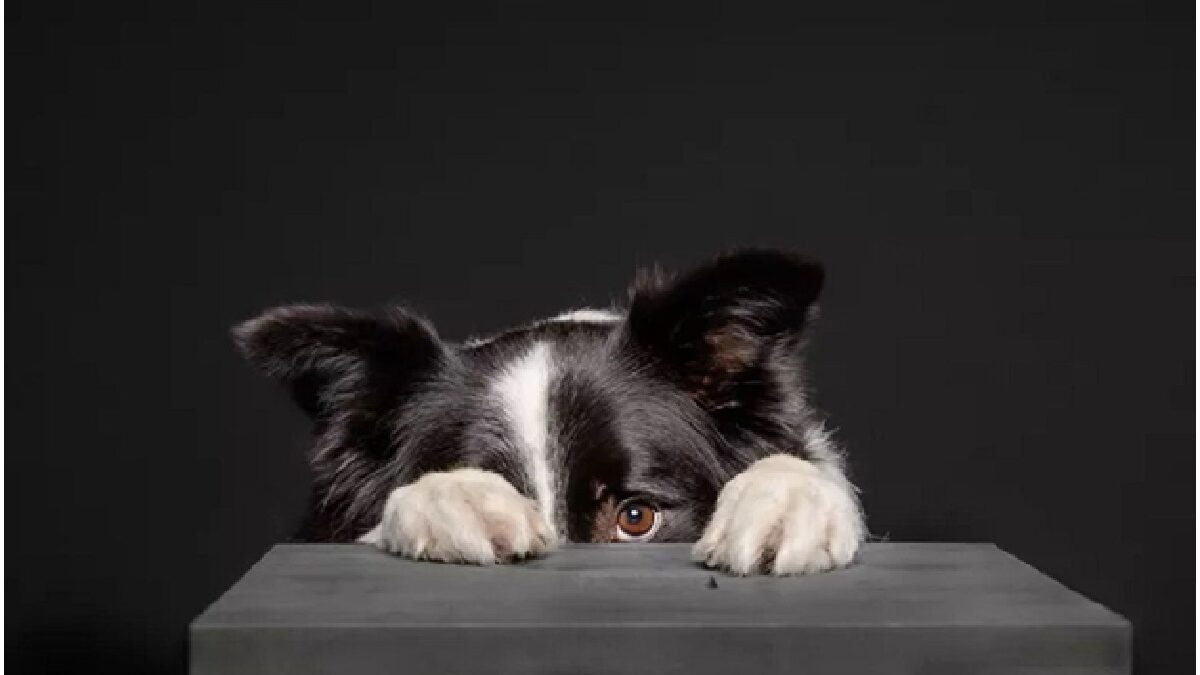 Dogs and Fireworks Anxiety: How To Deal With It