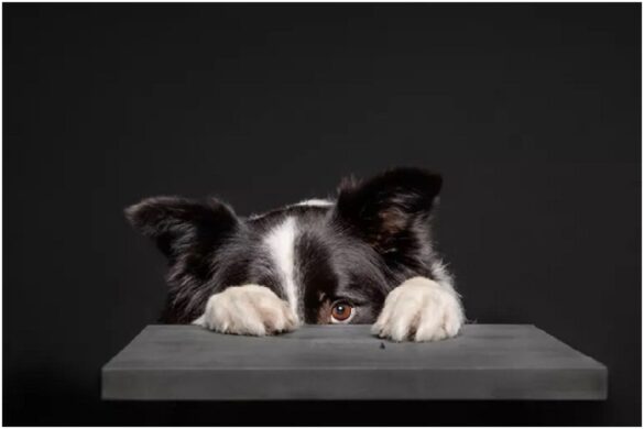 Dogs and Fireworks Anxiety