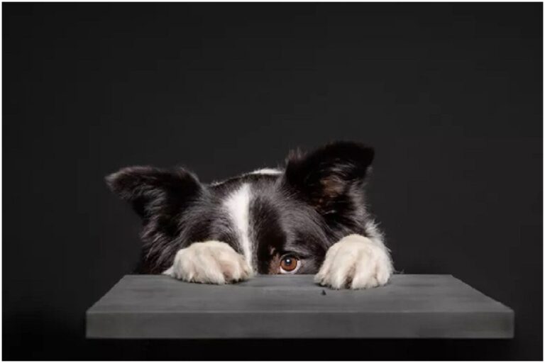 Dogs and Fireworks Anxiety: How To Deal With It