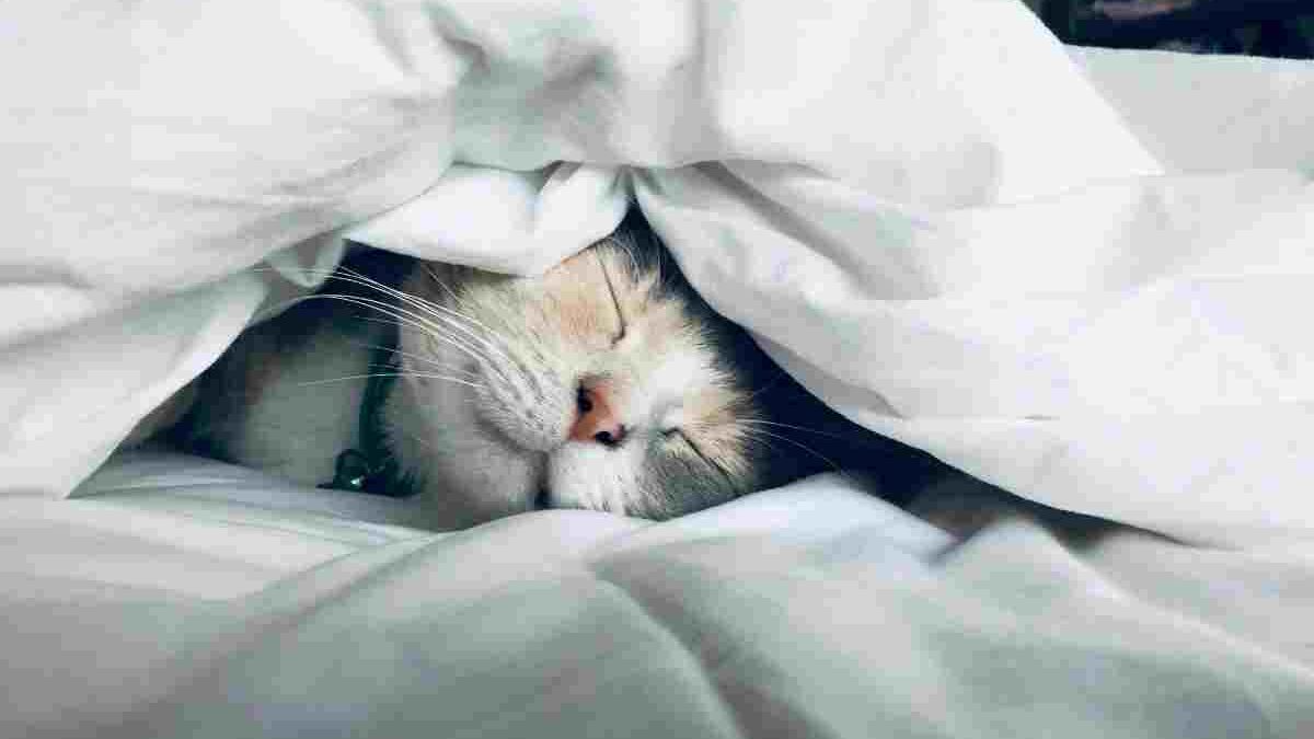How To Improve The Quality of Your Sleep?