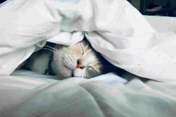 Improve The Quality of Your Sleep
