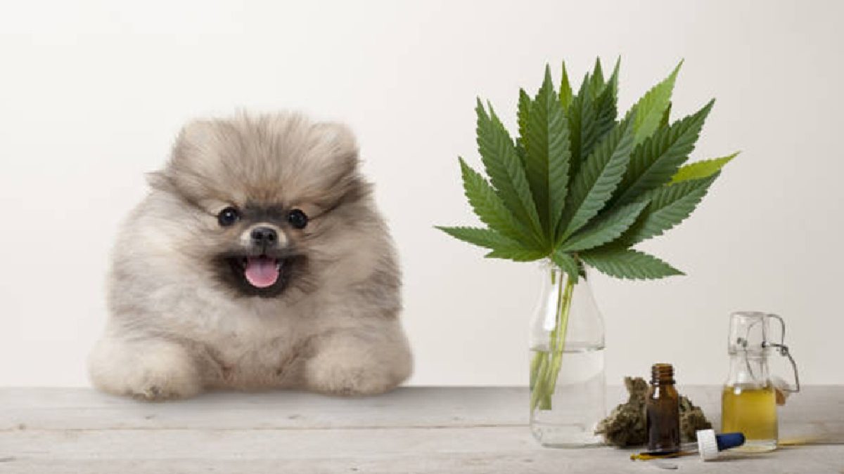 What is CBD Dosage Right for My Pet?