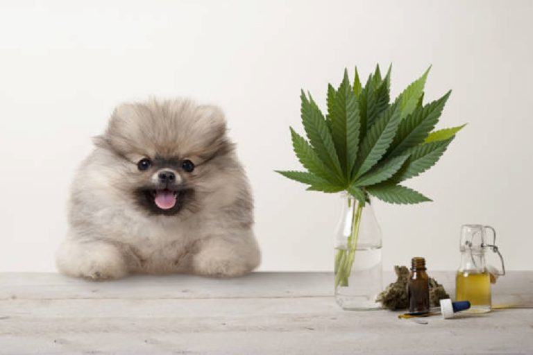 What is CBD Dosage Right for My Pet?