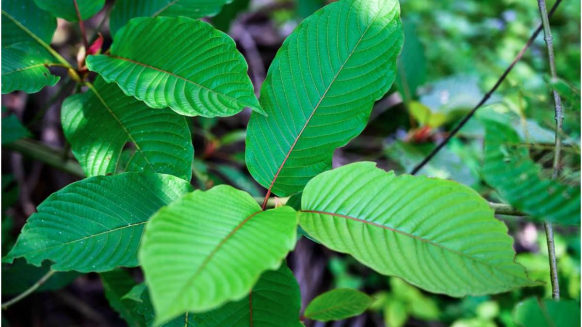 CBD vs. Kratom: What’s The Difference between Kratom and CBD?