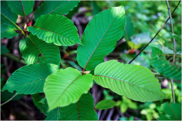 CBD vs. Kratom: What’s The Difference between Kratom and CBD?