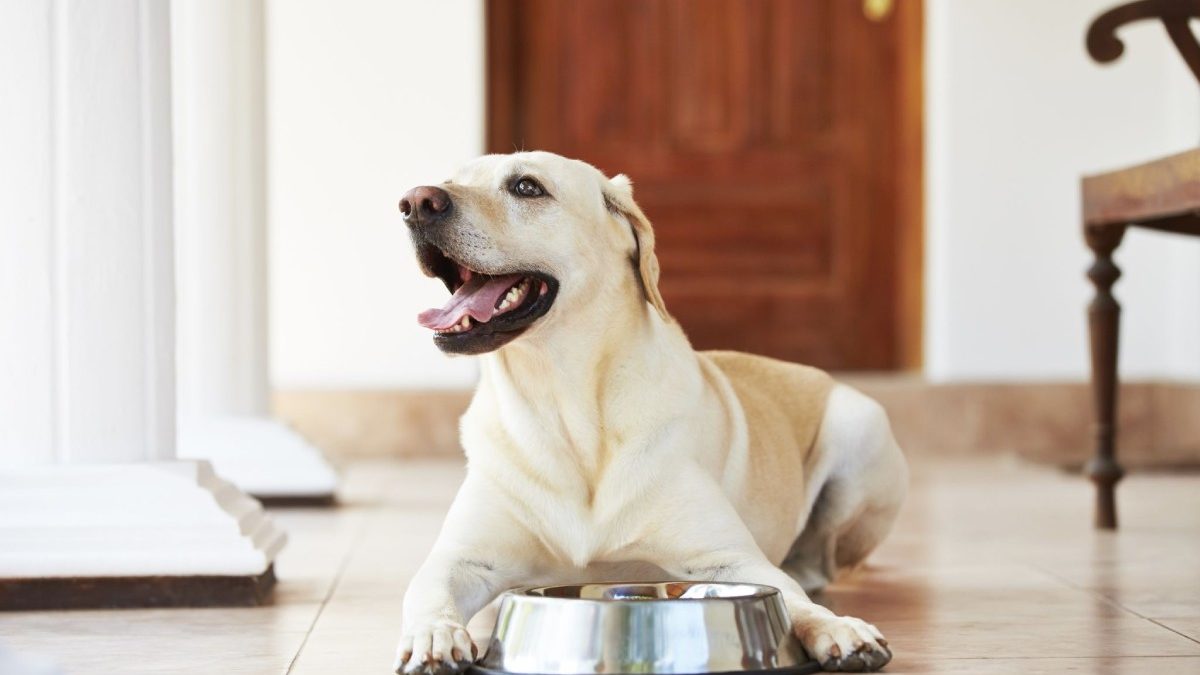 New Dog Checklist: Everything You Need for Your Furry Friend