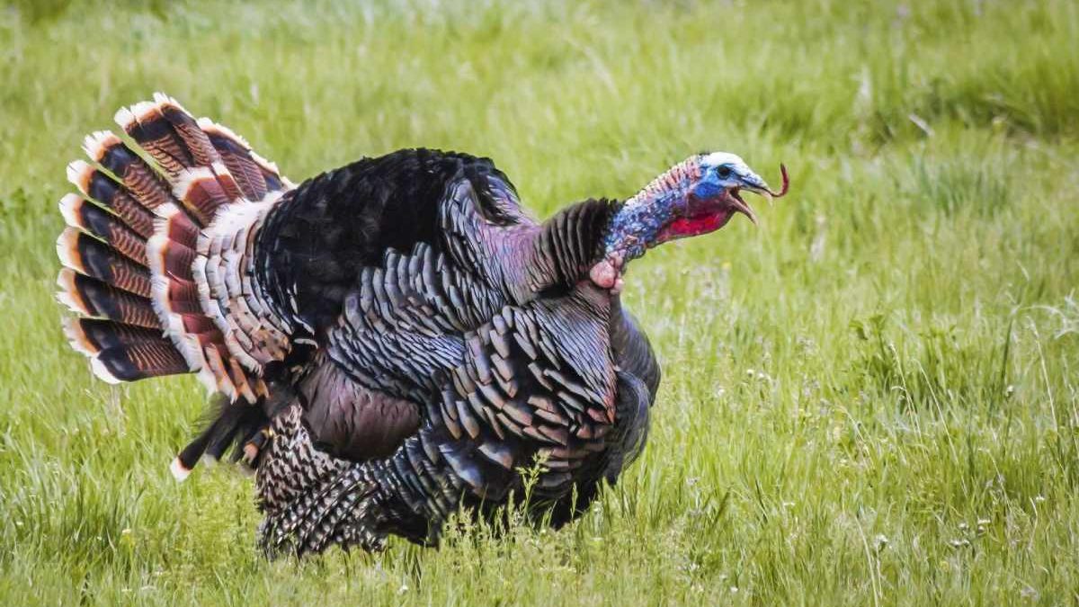 Prepare for Spring Turkey Hunting: Essential Gear and Tips