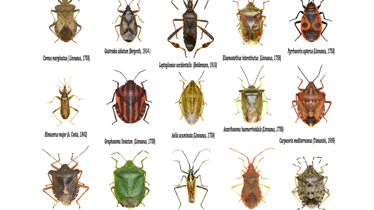 Different Types of Lawn Bugs and How to Identify Them