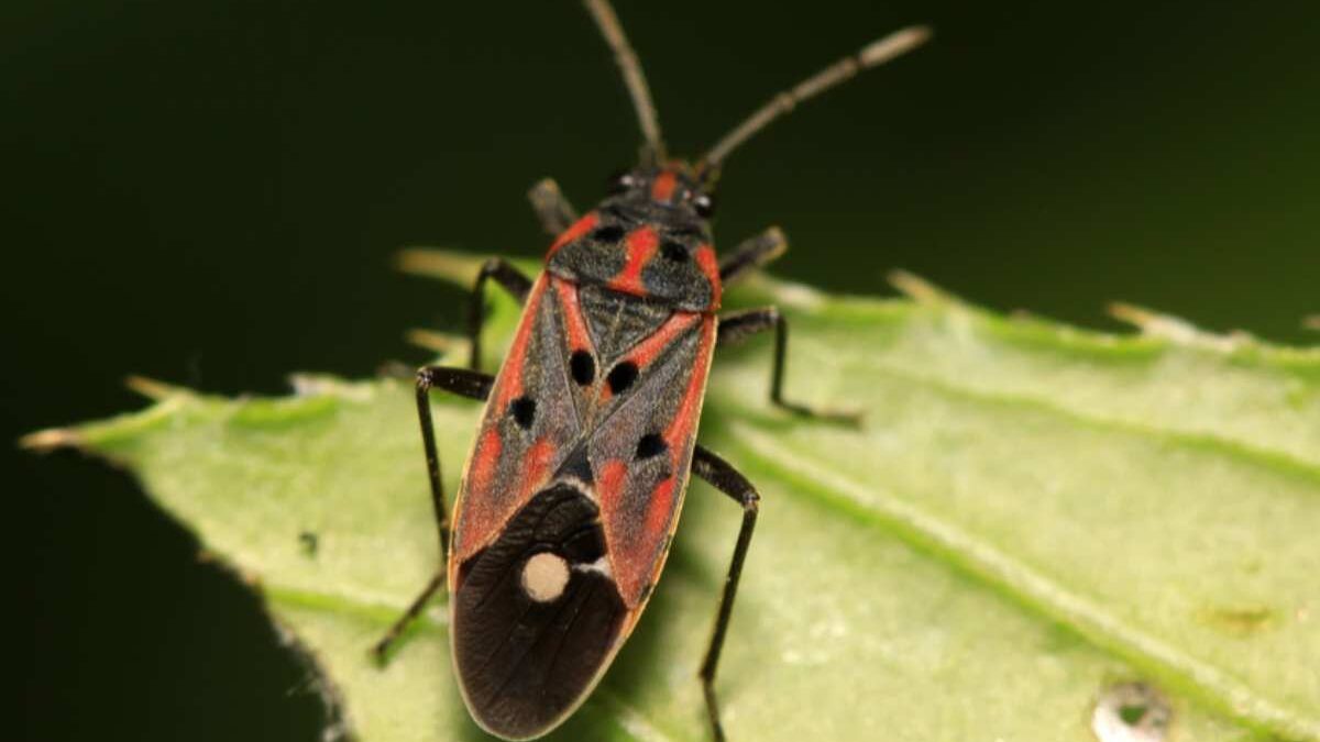 Different Types of Lawn Bugs and How to Identify Them