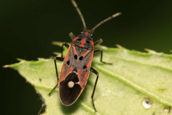 Lawn Bugs