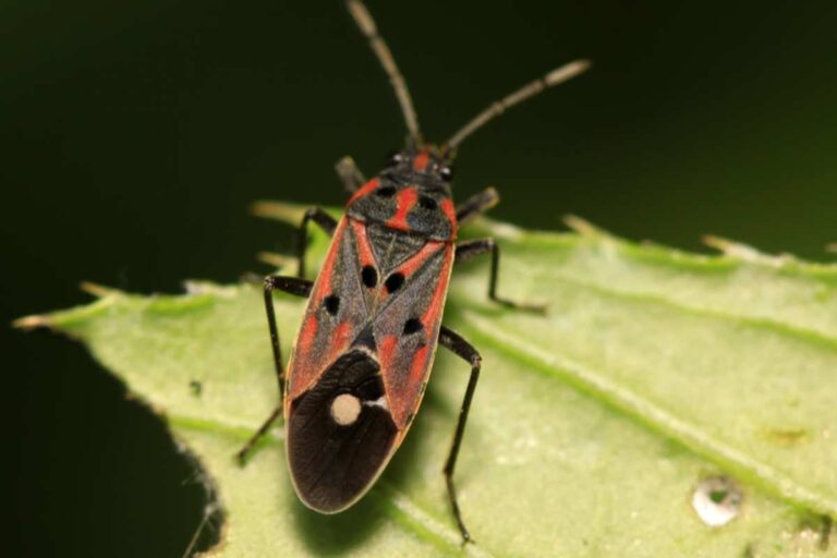Different Types of Lawn Bugs and How to Identify Them
