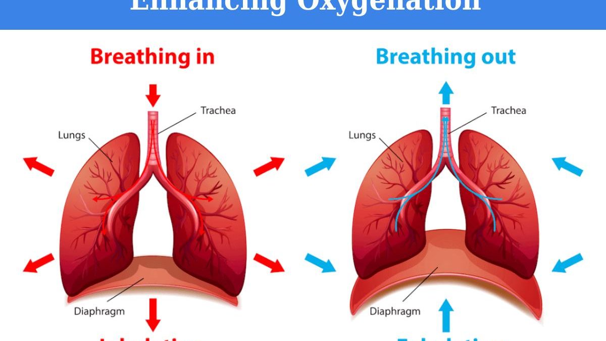 Enhancing Oxygenation: A Comprehensive Guide To Improving Your Vitality