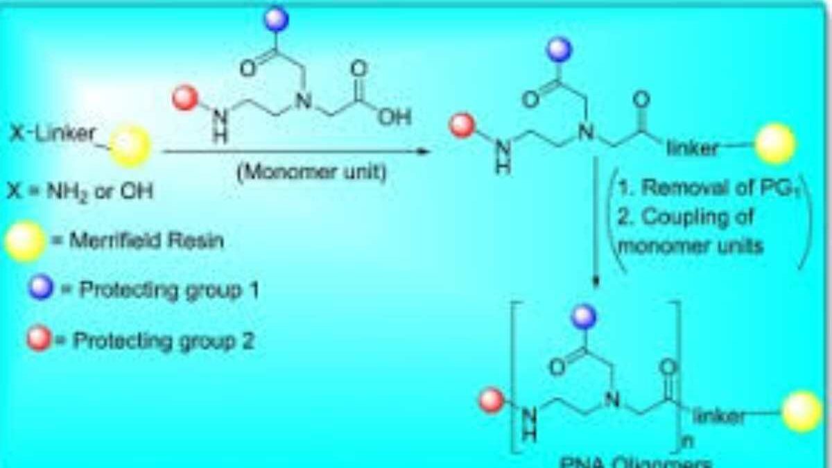 What Is Nucleic Acid Monomer? 