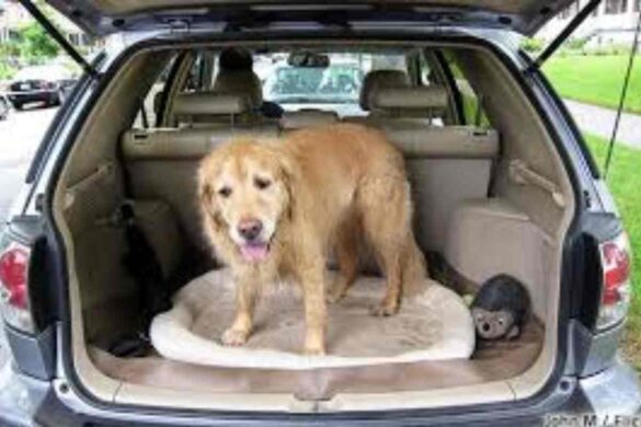 How to Move Across the Country with a Dog