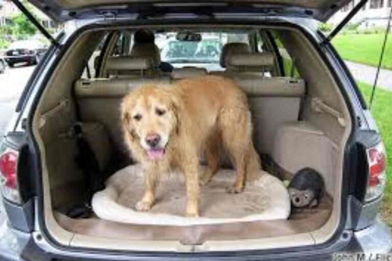 How to Move Across the Country with a Dog?