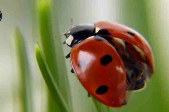 Ladybugs a Sign from Angels