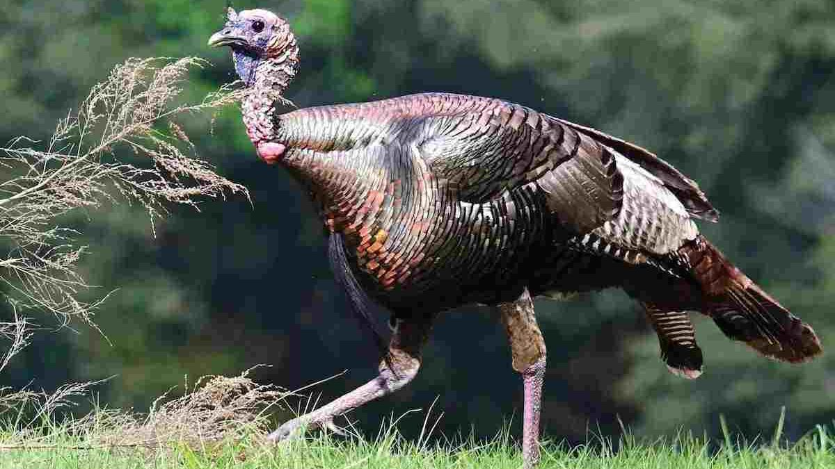 Prepare for Spring Turkey Hunting: Essential Gear and Tips