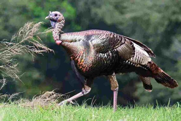 Prepare for Spring Turkey Hunting_ Essential Gear and Tips