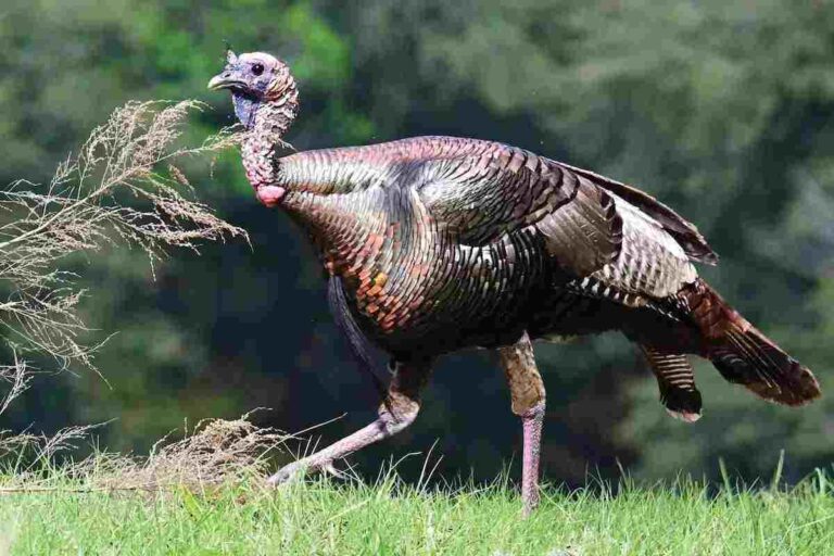 Prepare for Spring Turkey Hunting: Essential Gear and Tips