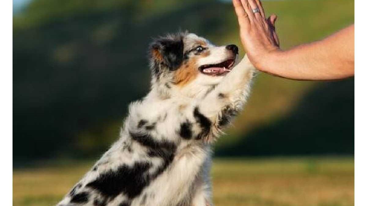 How To Care And Train Australian Shepherd Dog Breeds?