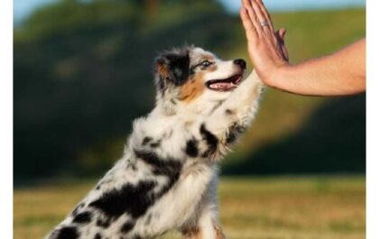 Care And Train Australian Shepherd Dog Breeds