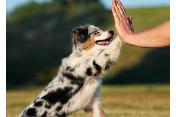 Care And Train Australian Shepherd Dog Breeds