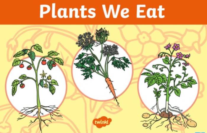 The reasons Plants to write with us